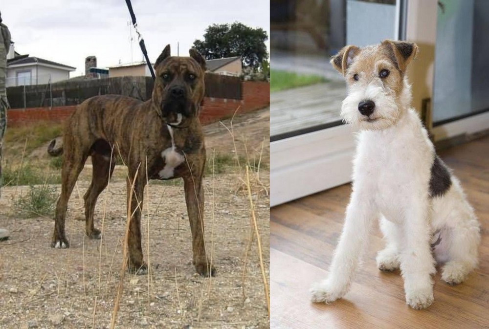 Wire Fox Terrier vs Perro de Toro - Breed Comparison