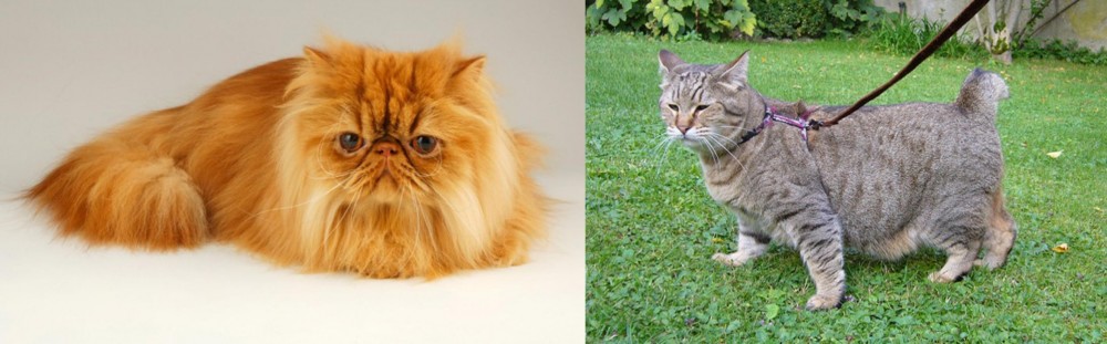 Pixie-bob vs Persian - Breed Comparison