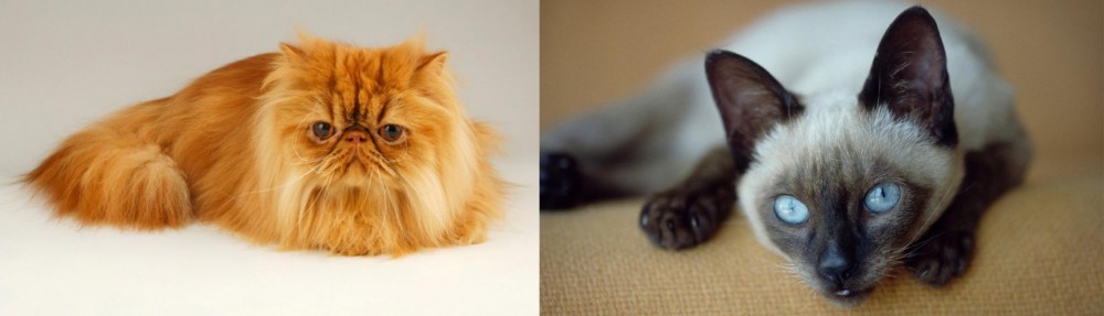 Siamese vs Persian - Breed Comparison