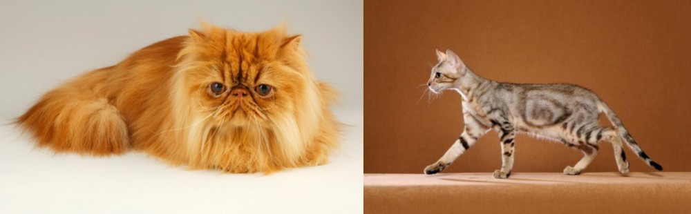 Sokoke vs Persian - Breed Comparison