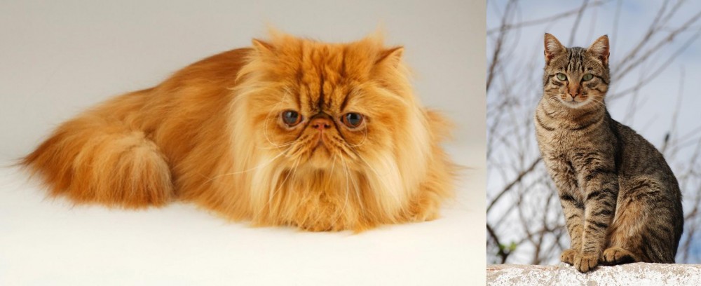 Tabby vs Persian - Breed Comparison