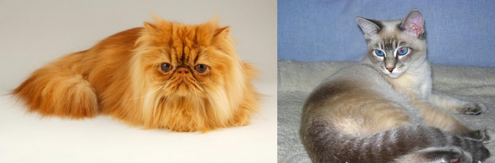 Tiger Cat vs Persian - Breed Comparison
