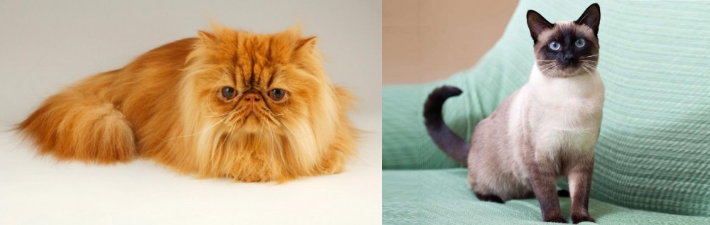 Traditional Siamese vs Persian - Breed Comparison