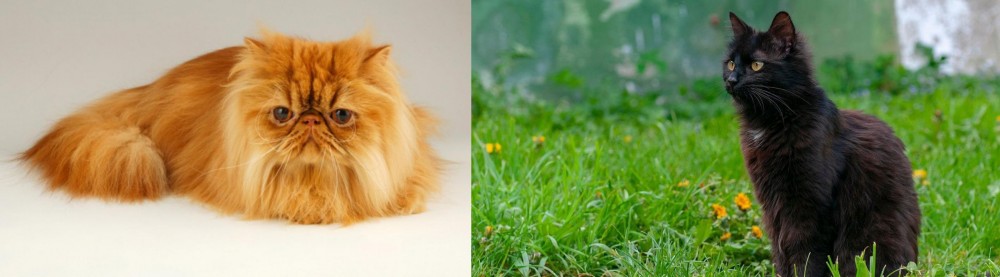 York Chocolate Cat vs Persian - Breed Comparison