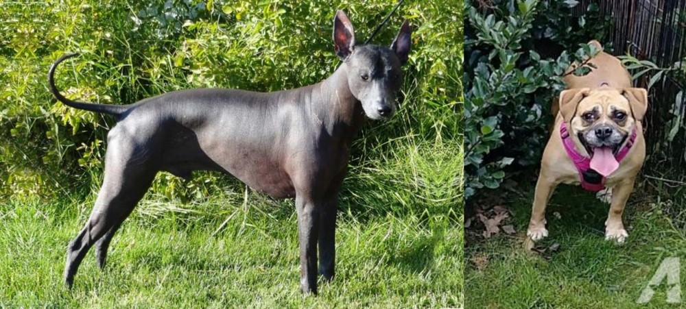 Beabull vs Peruvian Hairless - Breed Comparison