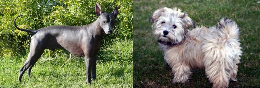 Havapoo vs Peruvian Hairless - Breed Comparison