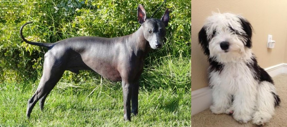 Mini Sheepadoodles vs Peruvian Hairless - Breed Comparison