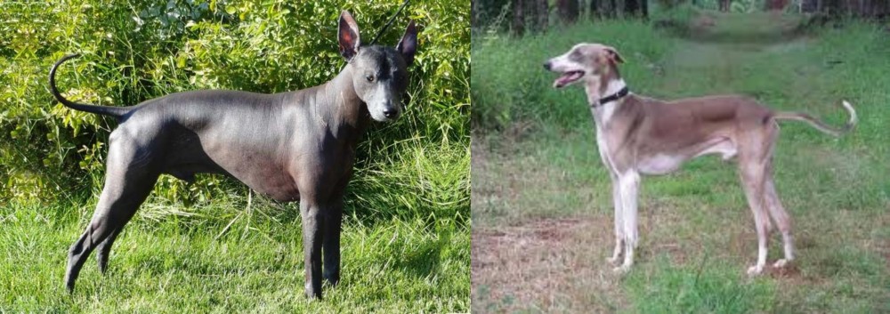 Mudhol Hound vs Peruvian Hairless - Breed Comparison