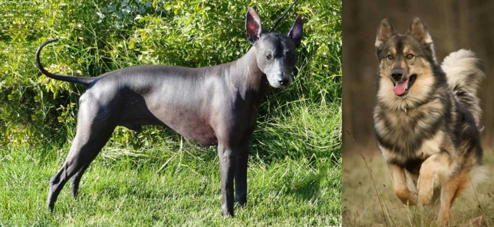 Native American Indian Dog vs Peruvian Hairless - Breed Comparison