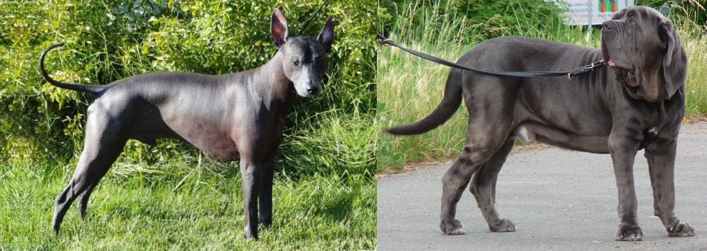 Neapolitan Mastiff vs Peruvian Hairless - Breed Comparison
