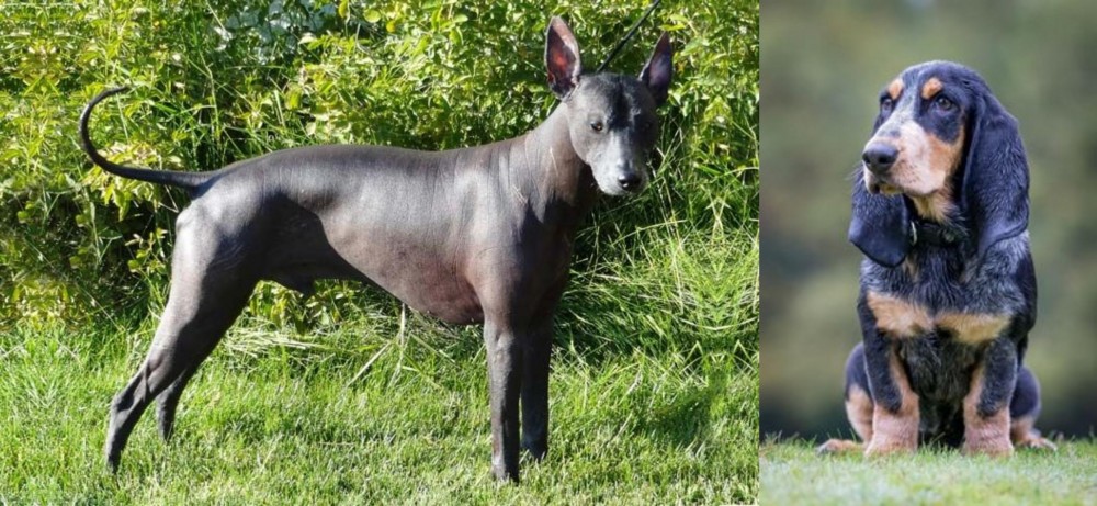 Petit Bleu de Gascogne vs Peruvian Hairless - Breed Comparison