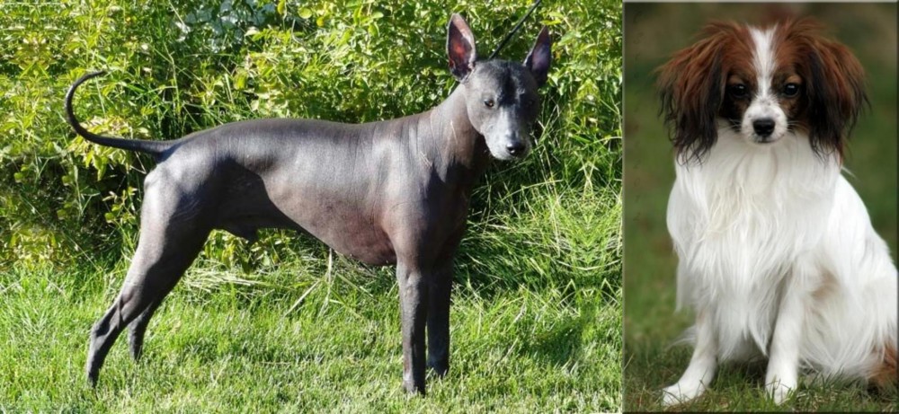 Phalene vs Peruvian Hairless - Breed Comparison