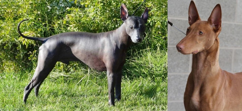 Pharaoh Hound vs Peruvian Hairless - Breed Comparison