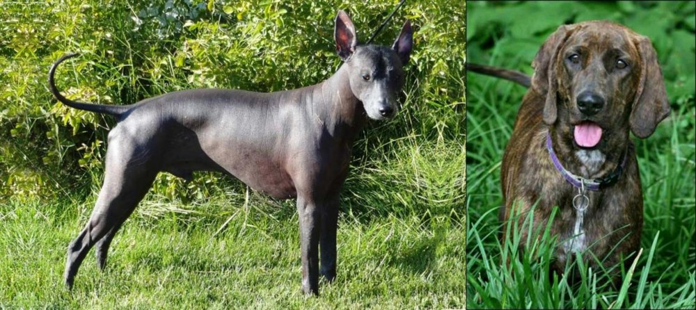 Plott Hound vs Peruvian Hairless - Breed Comparison