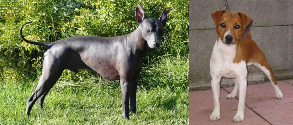 Plummer Terrier vs Peruvian Hairless - Breed Comparison