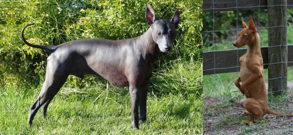 Podenco Andaluz vs Peruvian Hairless - Breed Comparison