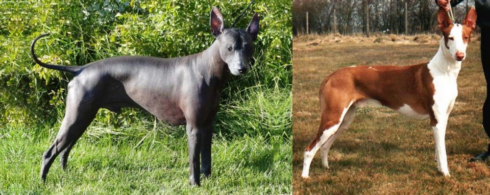 Podenco Canario vs Peruvian Hairless - Breed Comparison