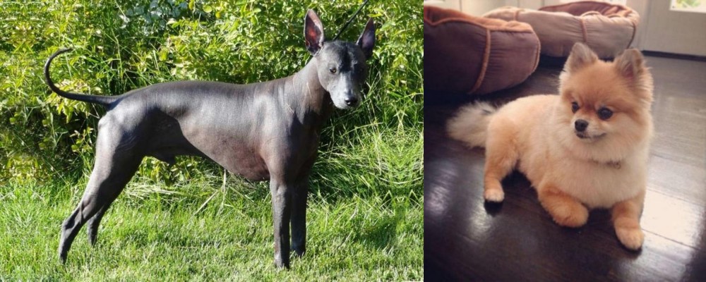 Pomeranian vs Peruvian Hairless - Breed Comparison