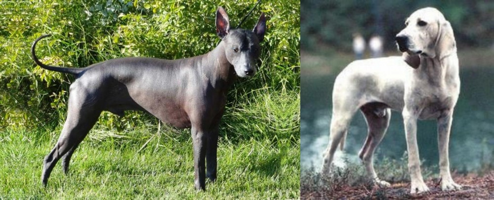 Porcelaine vs Peruvian Hairless - Breed Comparison