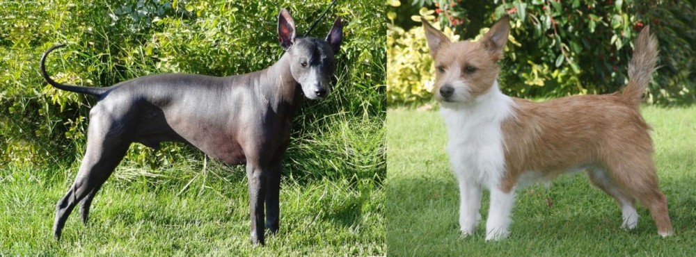 Portuguese Podengo vs Peruvian Hairless - Breed Comparison