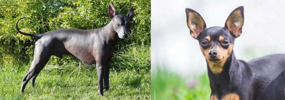 Prazsky Krysarik vs Peruvian Hairless - Breed Comparison