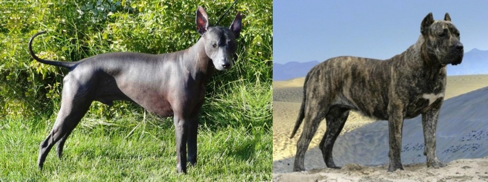 Presa Canario vs Peruvian Hairless - Breed Comparison