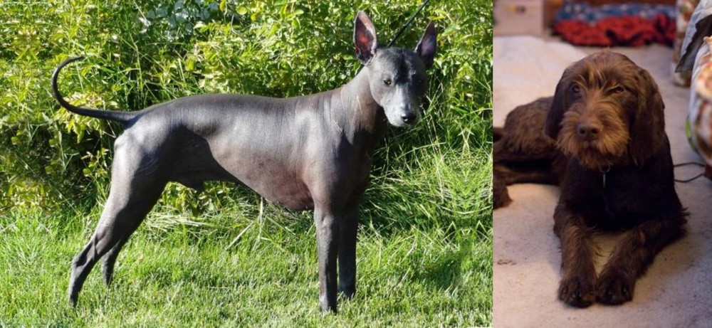 Pudelpointer vs Peruvian Hairless - Breed Comparison