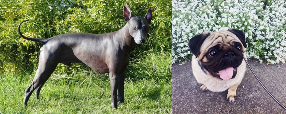 Pug vs Peruvian Hairless - Breed Comparison