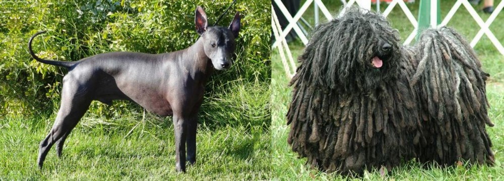 Puli vs Peruvian Hairless - Breed Comparison