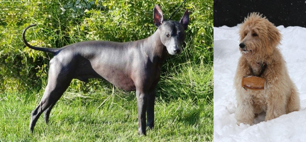 Pyredoodle vs Peruvian Hairless - Breed Comparison