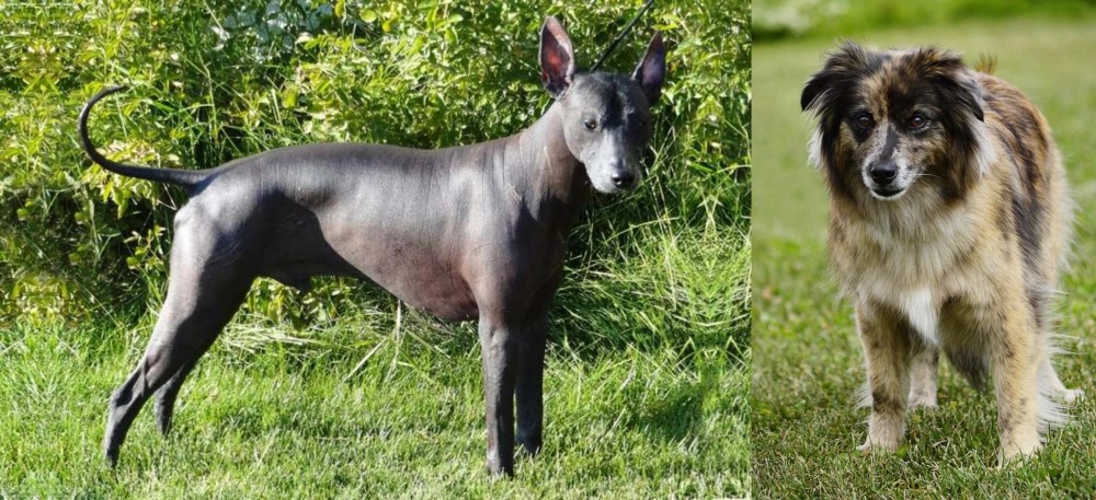 Pyrenean Shepherd vs Peruvian Hairless - Breed Comparison