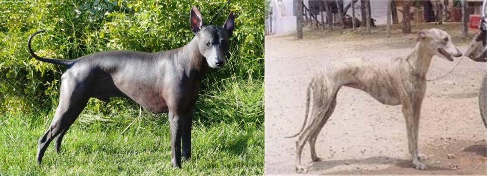 Rampur Greyhound vs Peruvian Hairless - Breed Comparison