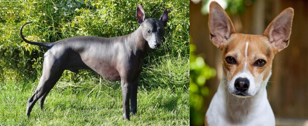 Rat Terrier vs Peruvian Hairless - Breed Comparison