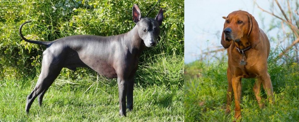 Redbone Coonhound vs Peruvian Hairless - Breed Comparison