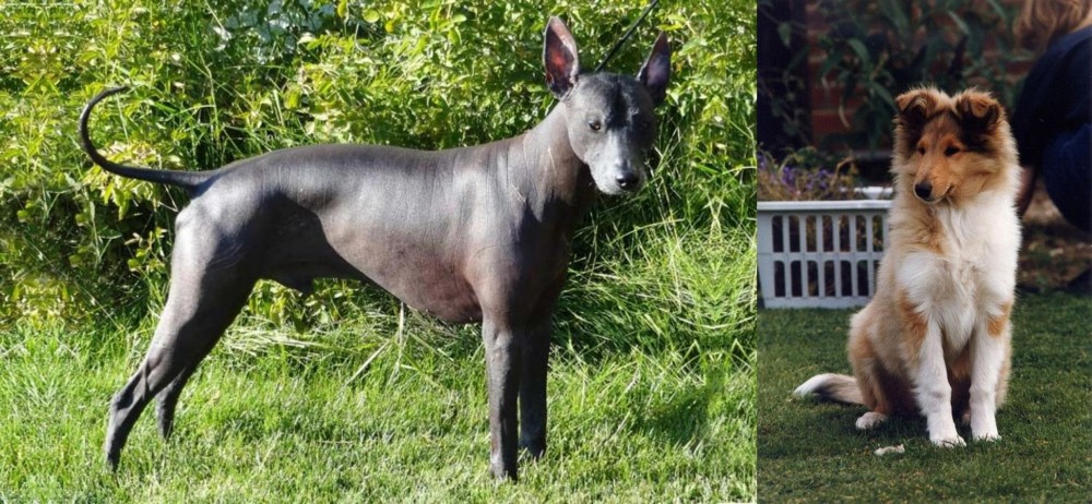 Rough Collie vs Peruvian Hairless - Breed Comparison