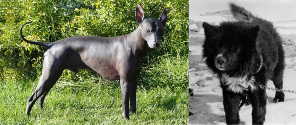 Sakhalin Husky vs Peruvian Hairless - Breed Comparison