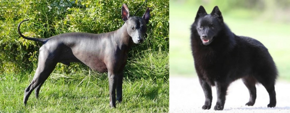Schipperke vs Peruvian Hairless - Breed Comparison