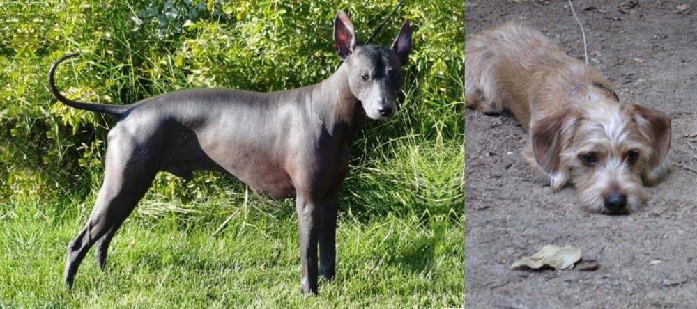 Schweenie vs Peruvian Hairless - Breed Comparison