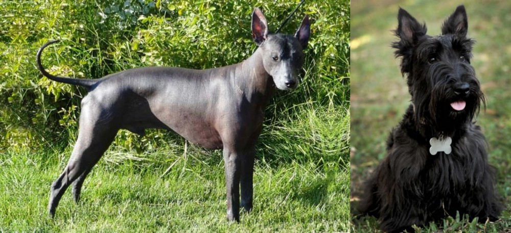 Scoland Terrier vs Peruvian Hairless - Breed Comparison
