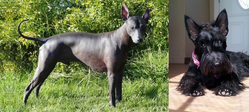Scottish Terrier vs Peruvian Hairless - Breed Comparison