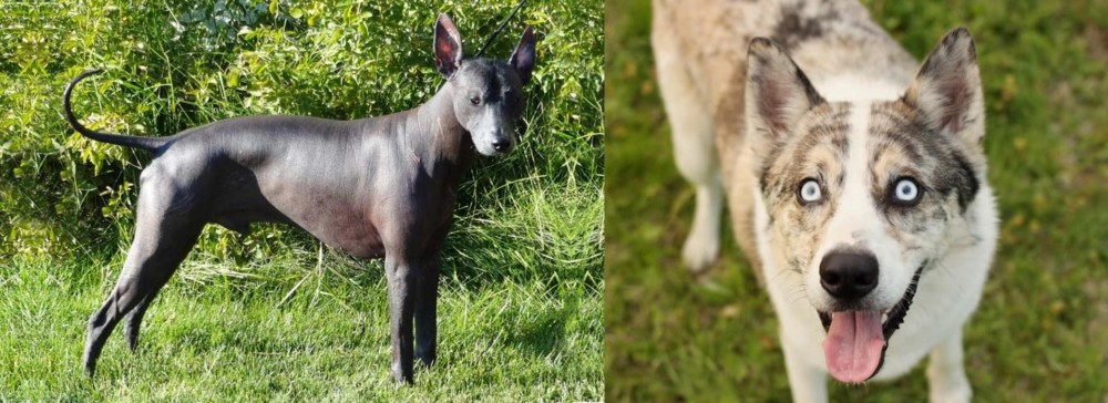 Shepherd Husky vs Peruvian Hairless - Breed Comparison