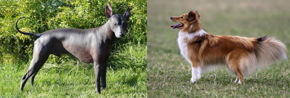 Shetland Sheepdog vs Peruvian Hairless - Breed Comparison