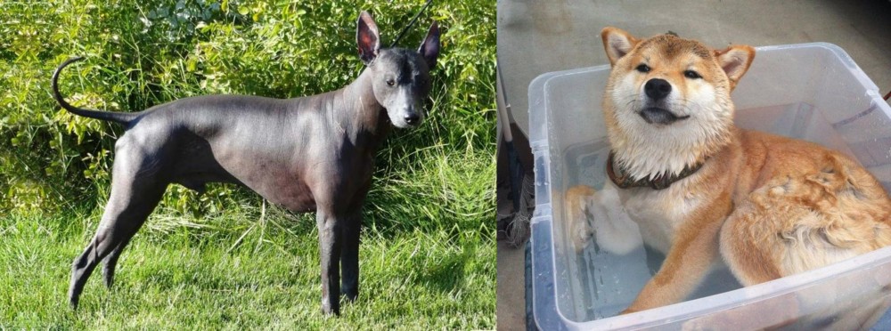 Shiba Inu vs Peruvian Hairless - Breed Comparison