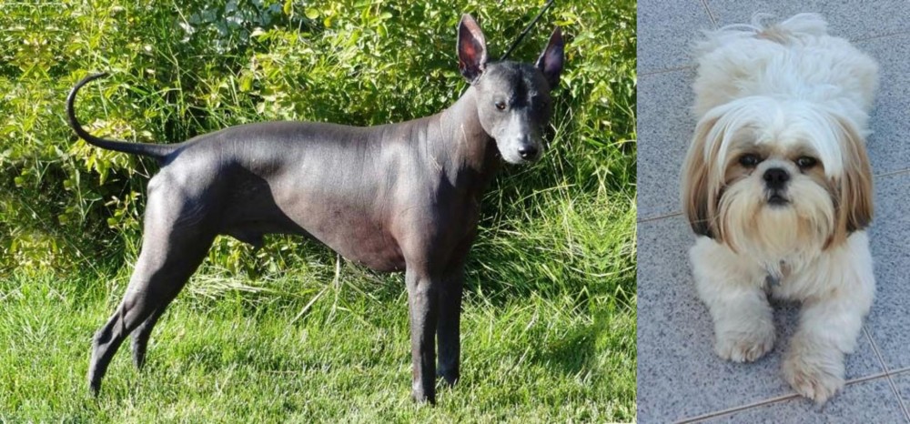 Shih Tzu vs Peruvian Hairless - Breed Comparison