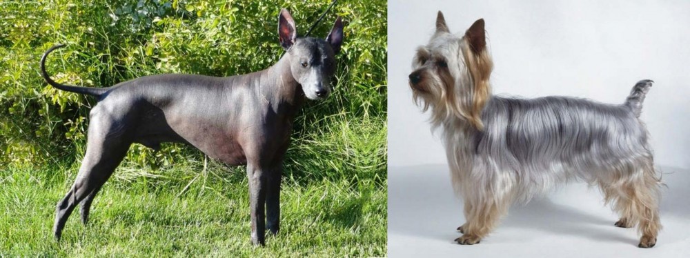 Silky Terrier vs Peruvian Hairless - Breed Comparison