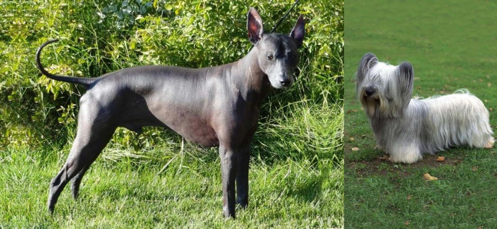 Skye Terrier vs Peruvian Hairless - Breed Comparison