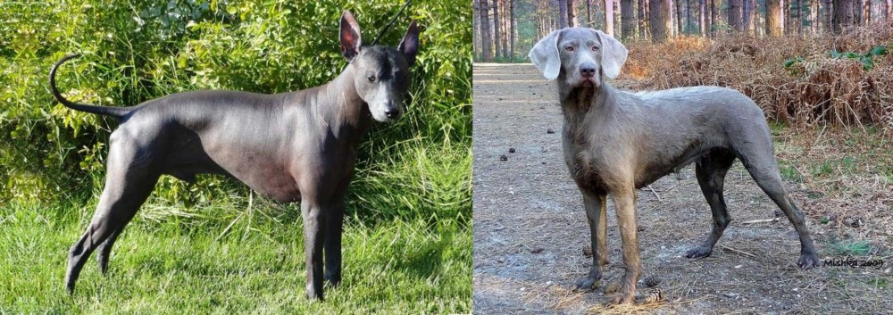 Slovensky Hrubosrsty Stavac vs Peruvian Hairless - Breed Comparison
