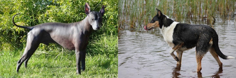 Smooth Collie vs Peruvian Hairless - Breed Comparison