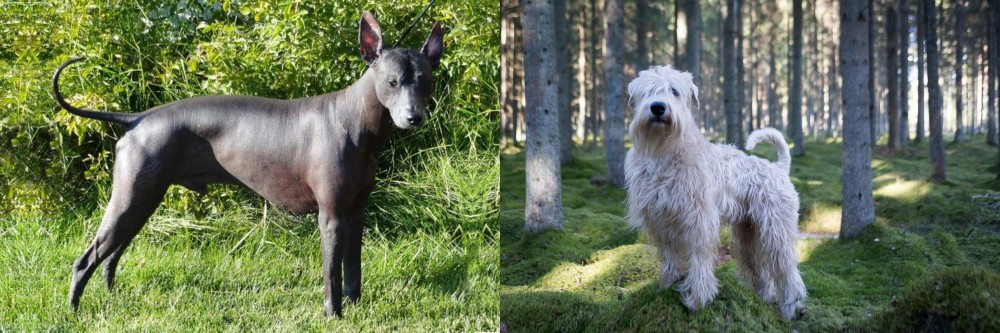 Soft-Coated Wheaten Terrier vs Peruvian Hairless - Breed Comparison
