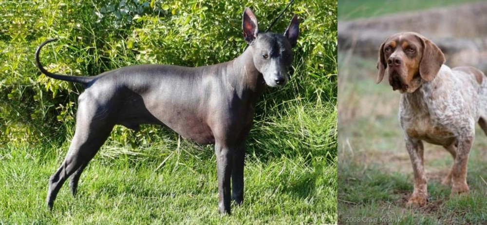 Spanish Pointer vs Peruvian Hairless - Breed Comparison